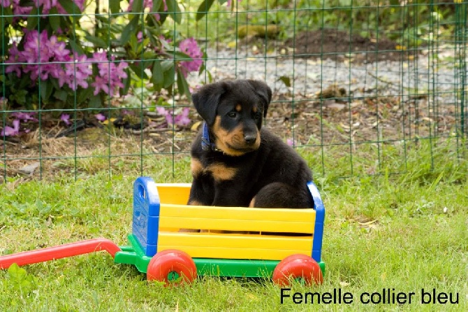 des berges de l'Isac - Des chiots attendus vers le 10 juillet