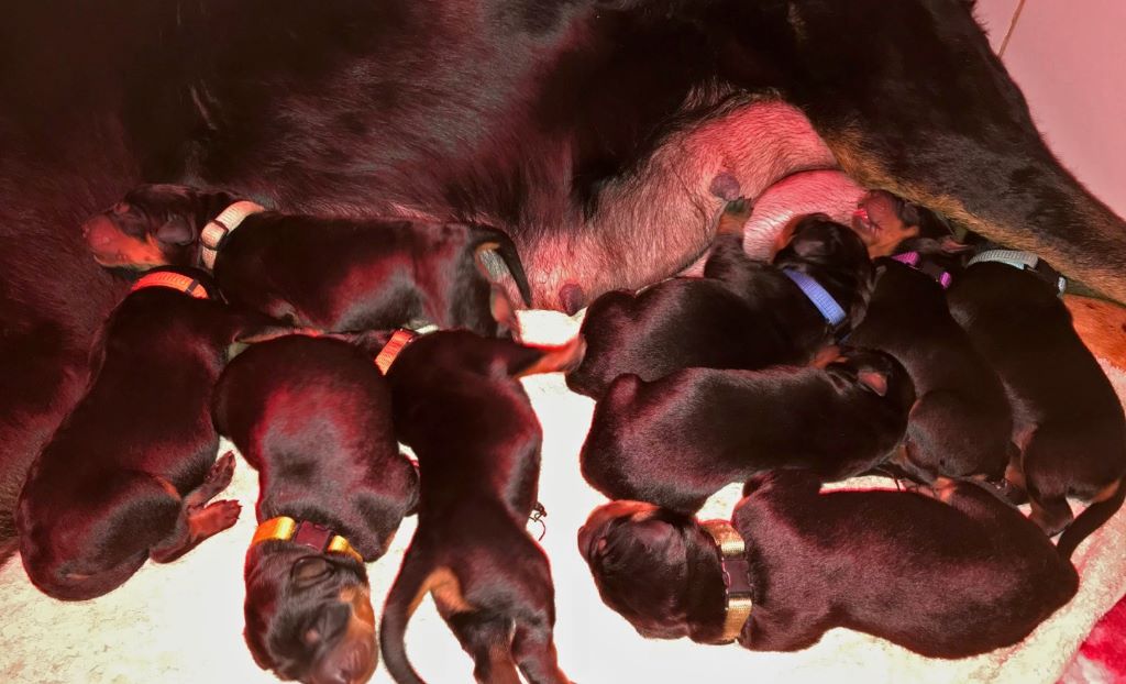 des berges de l'Isac - Naissance de 9 chiots