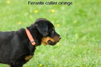 Collier orange