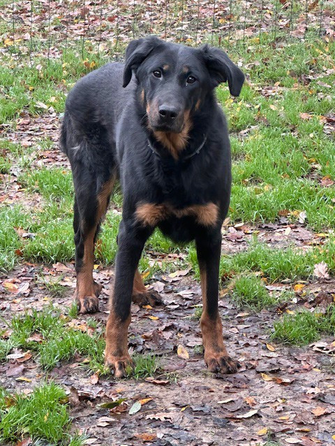 Des chiots prévus pour le printemps 2026