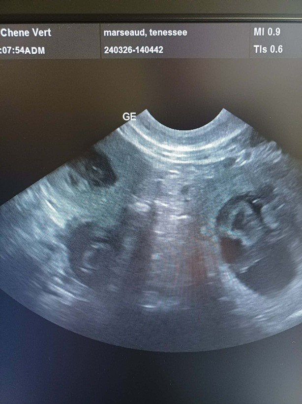 Des chiots à naitre fin avril