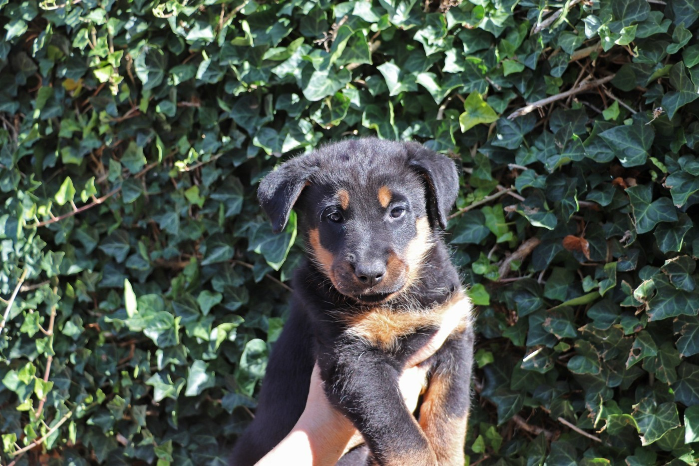Plus de chiots disponibles