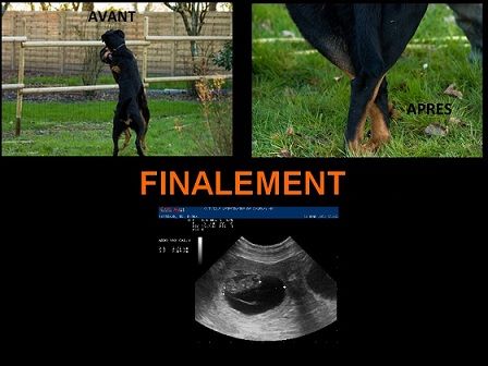 des berges de l'Isac - Gestation confirmée