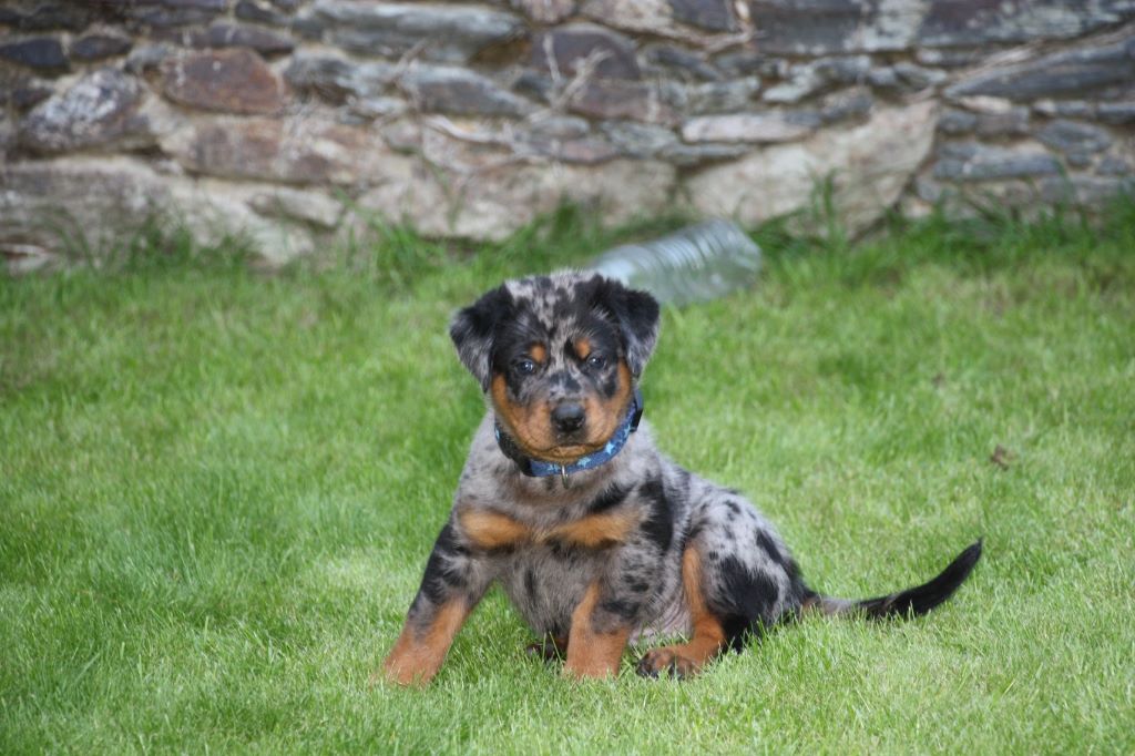 des berges de l'Isac - Plus de chiots disponibles