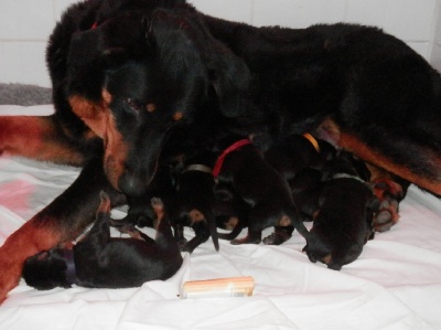 des berges de l'Isac - Naissance des chiots