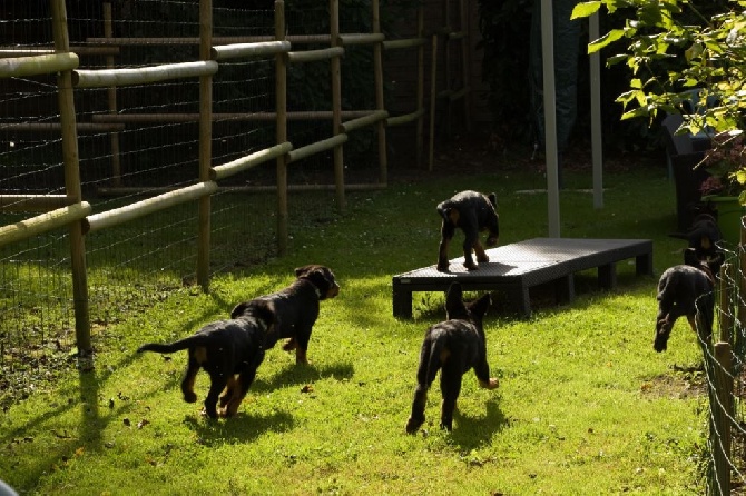 des berges de l'Isac - Plus de chiots disponibles