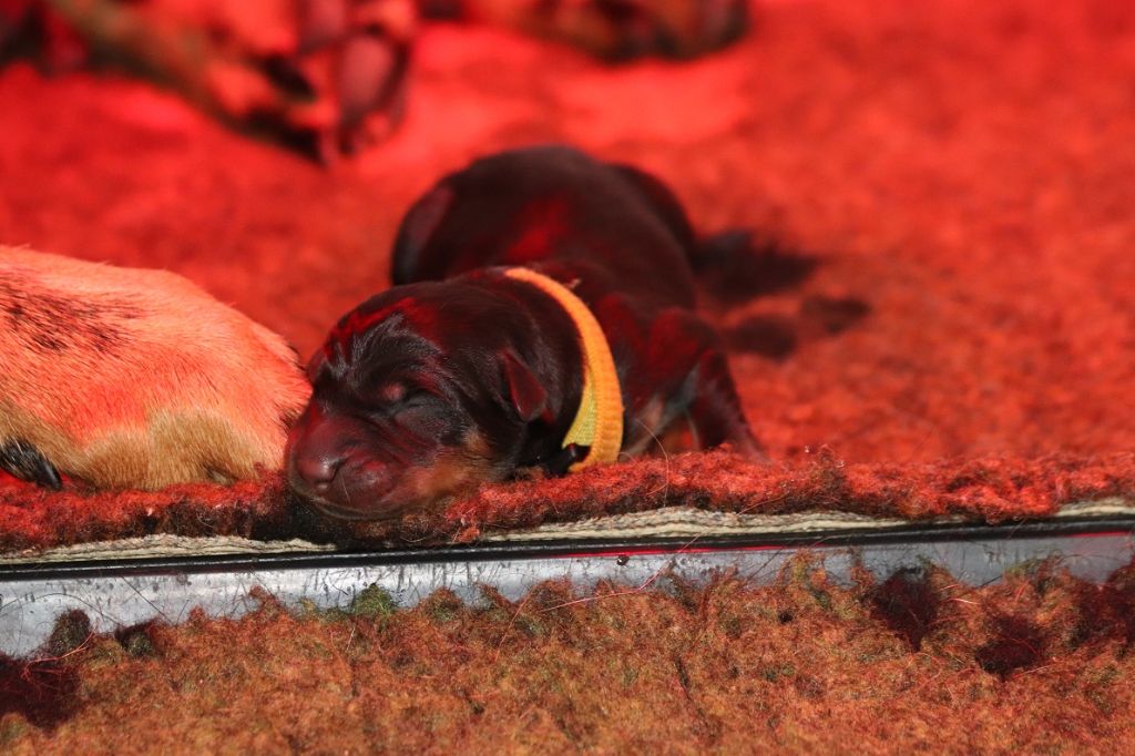 des berges de l'Isac - Les chiots sont nés!