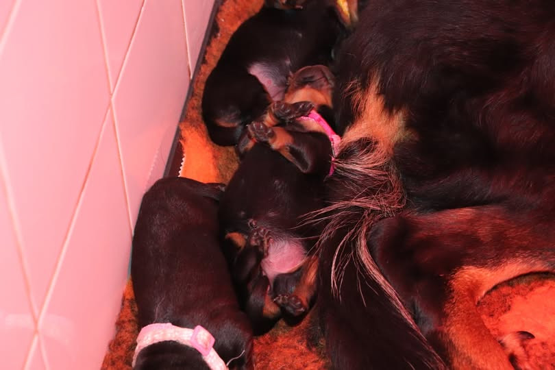 Chiot Berger de Beauce des berges de l'Isac