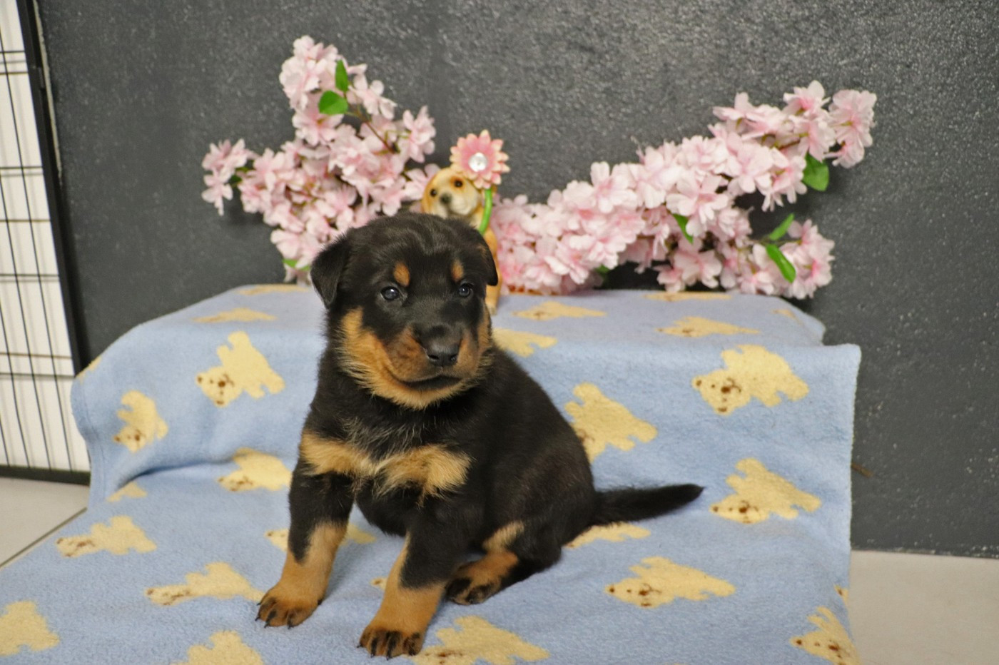 des berges de l'Isac - Chiots disponibles - Berger de Beauce