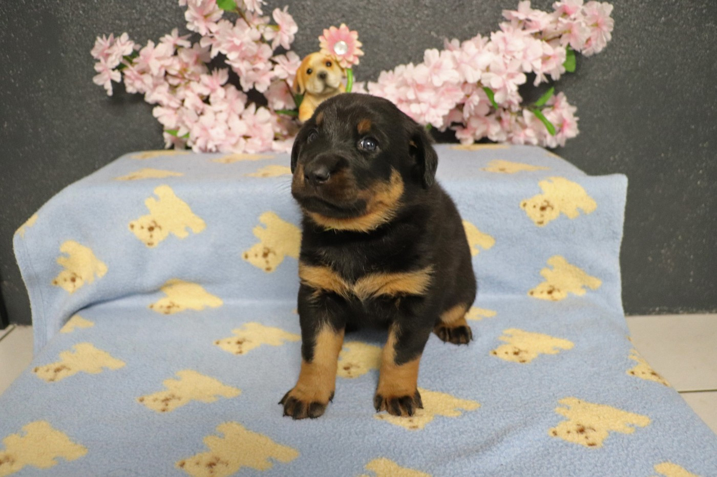 des berges de l'Isac - Chiots disponibles - Berger de Beauce