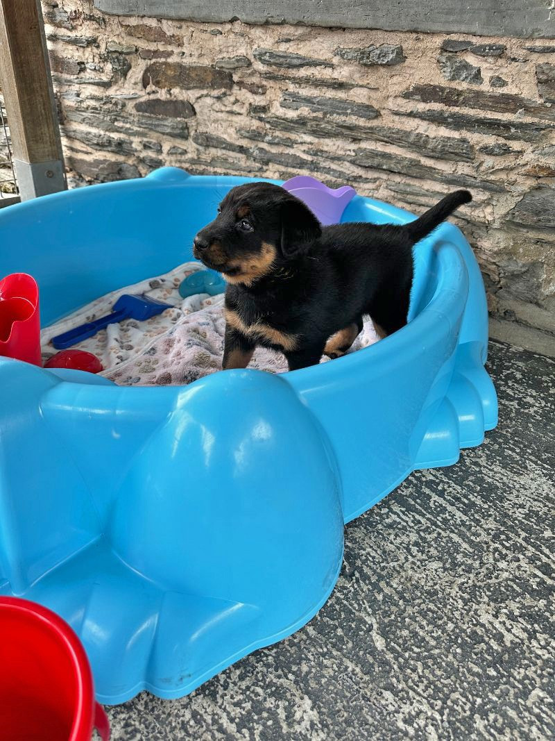 des berges de l'Isac - Chiots disponibles - Berger de Beauce