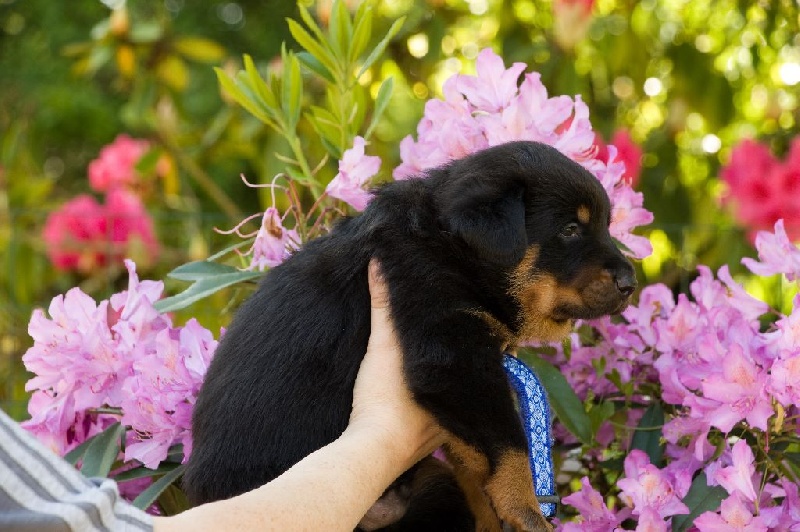 des berges de l'Isac - Berger de Beauce - Portée née le 20/04/2015