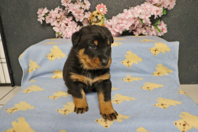 Chiot N°1