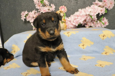 Chiot N°3