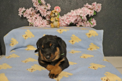 Chiot N°4