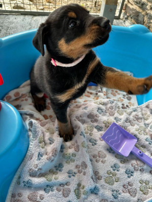 Chiot N°3