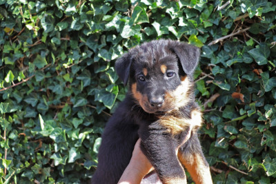 Chiot N°1