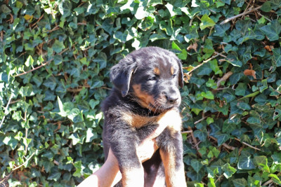 Chiot N°3