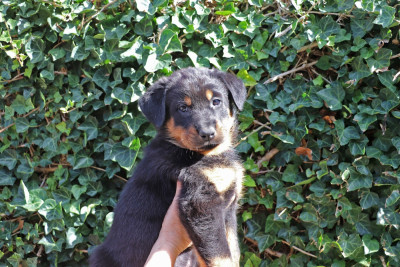 Chiot N°5