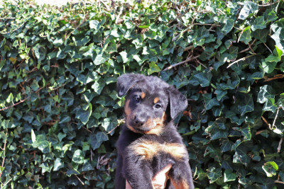 Chiot N°2